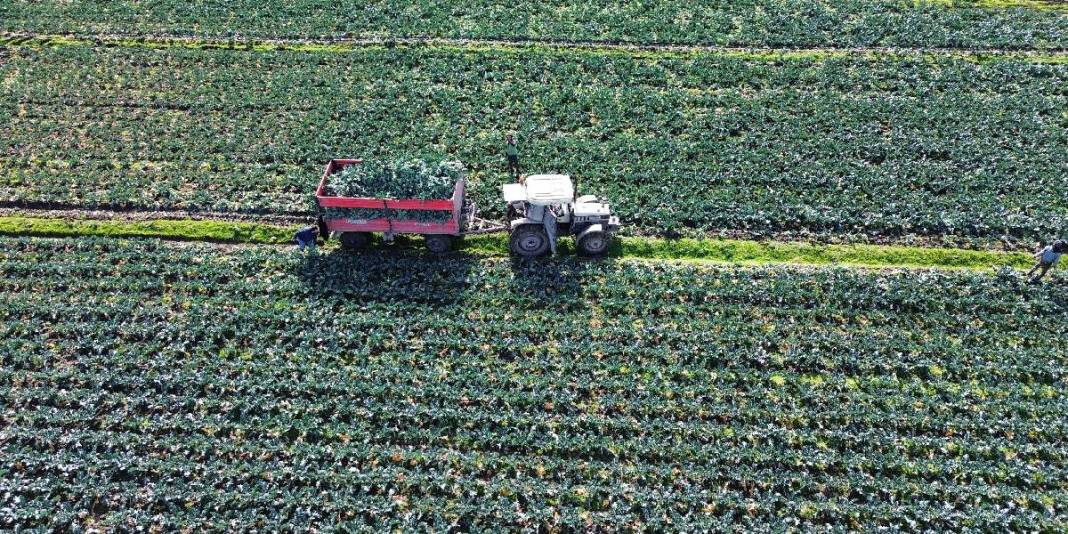 Eylül’de ekildi hasadı başladı! Rusya ve Gürcistan kasa kasa alıyor: Kilosu 30 TL 2